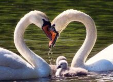 حفظ هویت فردی و تعادل بین «من» و «ما» در ازدواج