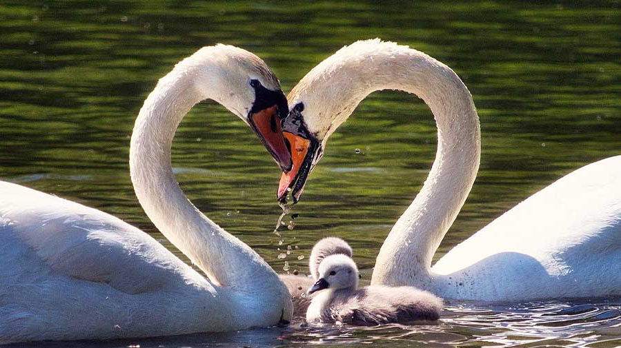 حفظ هویت فردی و تعادل بین «من» و «ما» در ازدواج