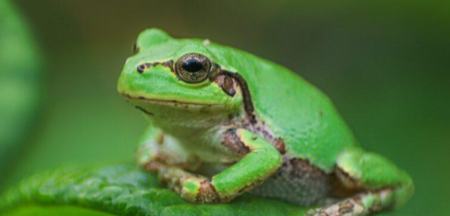 قورباغه،اخبار پزشکی،خبرهای پزشکی قورباغه،اخبار پزشکی،خبرهای پزشکی