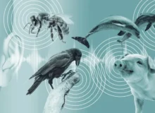 در مسیر تحقق یک آرزوی دیرینه؛ هوش مصنوعی می‌خواهد گفتگو با حیوانات را ممکن کند