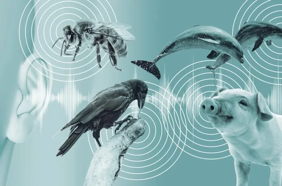در مسیر تحقق یک آرزوی دیرینه؛ هوش مصنوعی می‌خواهد گفتگو با حیوانات را ممکن کند