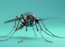 راهکار دانشگاه انگلیسی برای مقابله با مالاریا با استفاده از پهپاد و هوش مصنوعی