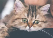 ساخت گردنبند مجهز به هوش مصنوعی که استرس گربه‌ها را تشخیص می‌دهد