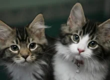 هوش مصنوعی به کمک صاحبان گربه‌ها می‌آید: تشخیص درد از روی چهره با دقت 95 درصدی