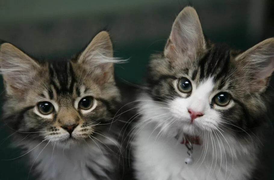 هوش مصنوعی به کمک صاحبان گربه‌ها می‌آید: تشخیص درد از روی چهره با دقت 95 درصدی