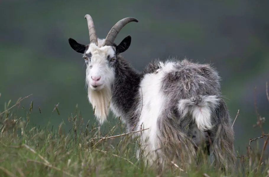 هوش مصنوعی می‌تواند فقط با تحلیل حالات چهره بزها درد آنها را تشخیص دهد