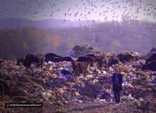 افشاگری یک مستندساز از بحران پسماند در شمال کشور/ تهدید به مرگ شدم!