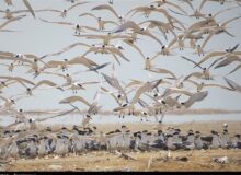 دیر و نخیلو؛ روایت بکر از زادآوری پرندگان در حساس‌ترین زیستگاه ایران