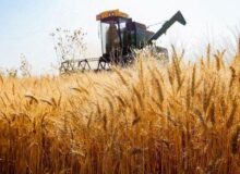 برداشت ۲۱۰۰ تن گندم از مزارع آبادان پیش‌بینی می‌شود