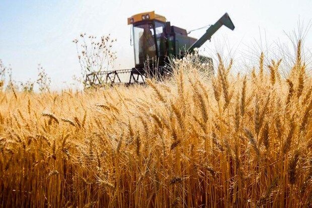 برداشت ۲۱۰۰ تن گندم از مزارع آبادان پیش‌بینی می‌شود