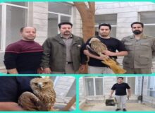 تحویل یک بهله عقاب «شاهی» به محیط‌زیست بروجرد