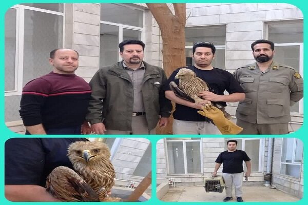 تحویل یک بهله عقاب «شاهی» به محیط‌زیست بروجرد