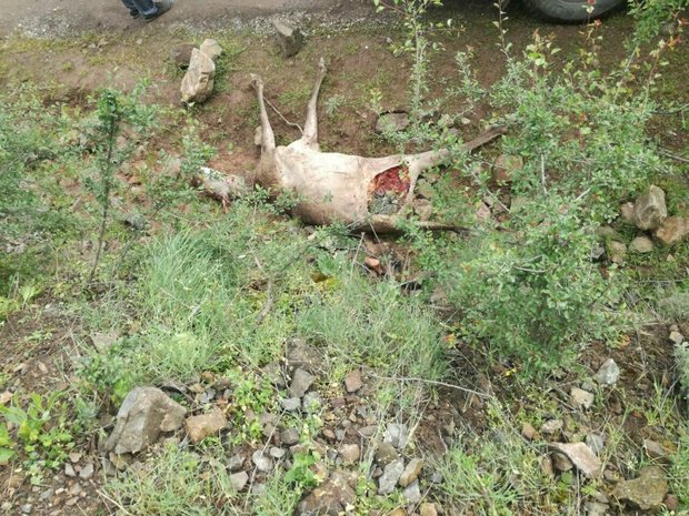 تلف شدن یک راس مرال در پارک ملی کیاسر