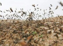 جولان ملخ‌های کوهان‌دار در خراسان جنوبی، پاکسازی ۴۸۰۰ هکتار انجام شد