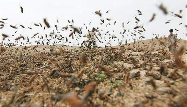 جولان ملخ‌های کوهان‌دار در خراسان جنوبی، پاکسازی ۴۸۰۰ هکتار انجام شد