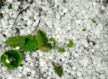 خزایی: خسارت تگرگ به اراضی کشاورزی ۶ روستای کنگاور در دست بررسی است