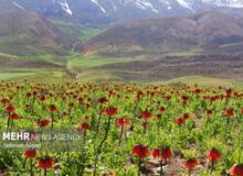 دشت لاله های واژگون گلپایگان، ظرفیتی کم‌نظیر برای توسعه گردشگری طبیعی