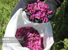 دیمکاری گیاهان دارویی راهبردی برای حفظ آب و احیای مراتع است