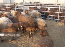 زنجیره سرقت احشام در بسطام پاره شد؛ دستگیری ۴ سارق و یک مالخر