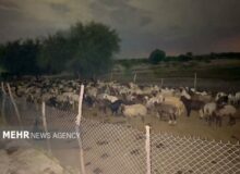 نجات ۲ دامدار و ۴۰۰ راس گوسفند از سیلاب رودخانه دز