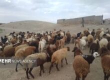 چرای زودهنگام در مراتع سمنان ممنوع؛ مجازات متخلفان با ابطال پروانه