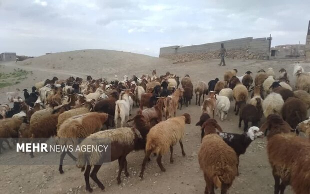 چرای زودهنگام در مراتع سمنان ممنوع؛ مجازات متخلفان با ابطال پروانه