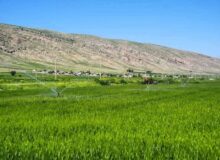 کریمی: ۱۸ هزار هکتار از اراضی سامانه گرمسیری به بهره‌برداری رسید