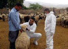 کیخا: ارائه خدمات رایگان دامپزشکی در مناطق محروم