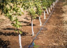 کیفیت اجرای سامانه‌های نوین آبیاری در مزارع یزد ارتقا یافت