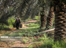 ۱۵۰۰ هکتار از نخلستان‌های خوزستان جوان سازی شد