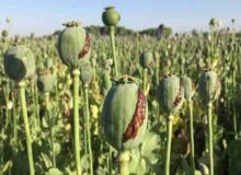 ۳ مزرعه کشت خشخاش در حمیدیه امحا شد